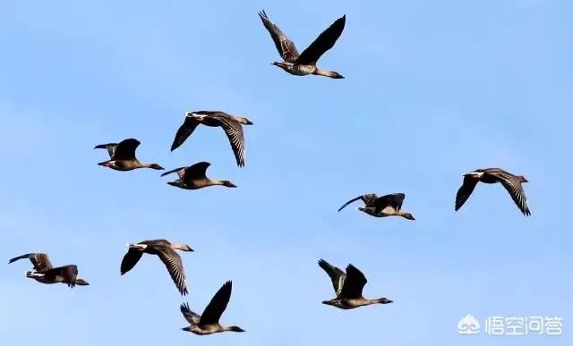 上联：落日阁中琴瑟瑟，阁下洛阳客，下联怎么对？