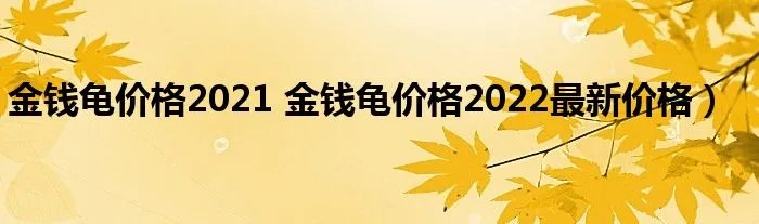 金钱龟价格2021 金钱龟价格2022最新价格）