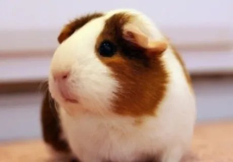 荷兰猪智商相当于几岁？