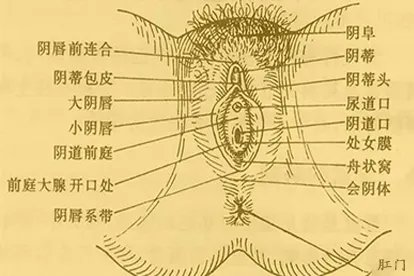 女性阴部图