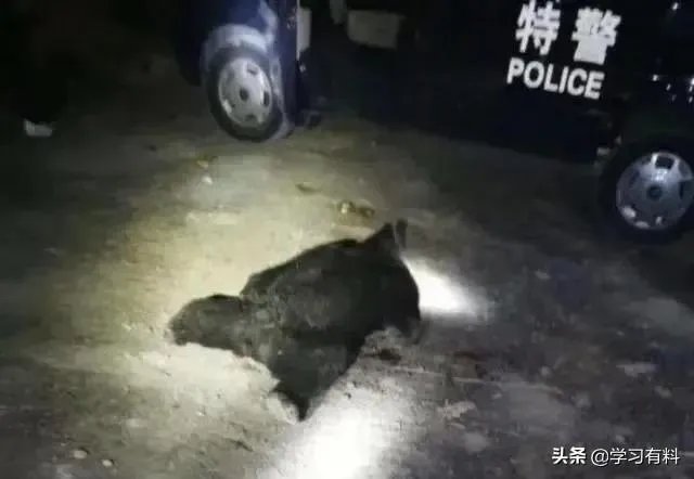 四川江油黑熊咬死3位村民,如何看待黑熊频频伤人事件?