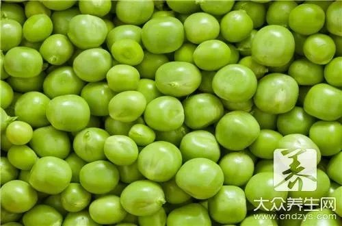 小豌豆的做法介绍