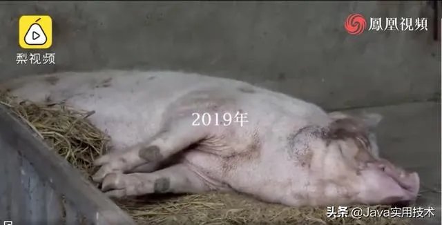 猪坚强13岁了是什么事情?