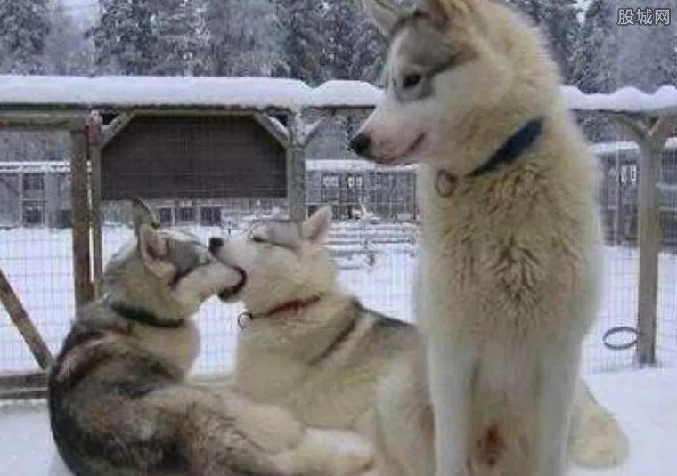 日讨论征收单身税 中国会不会征收单身税?