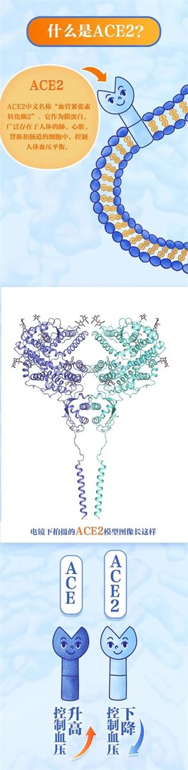 浙江第一批疫苗已产生抗体!揭秘新冠病毒侵染人体那一瞬间