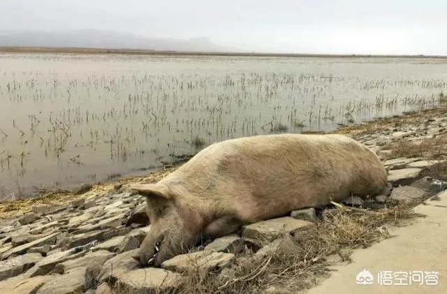 “黄河大堤内现死猪”事件到底是怎么回事？这些猪都是哪来的啊？