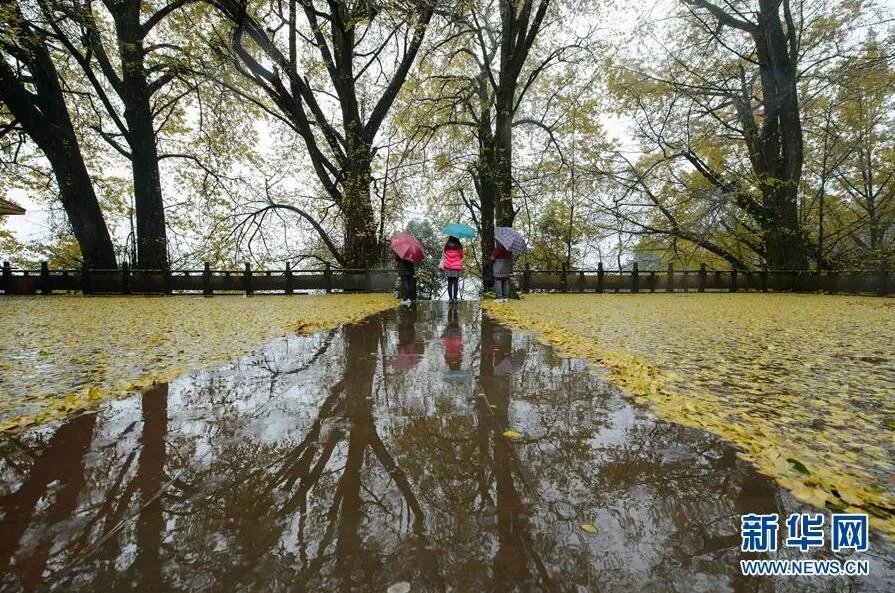 古刹落叶铺金毯 绝美景色让人赞不绝口