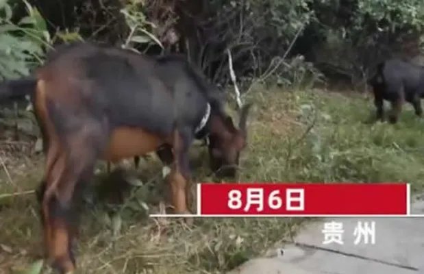 大妈闹市放羊啃食绿化带 现场画面曝光路人提醒反被怼