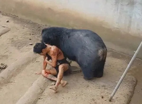 泰男子逗黑熊为何被咬呢?