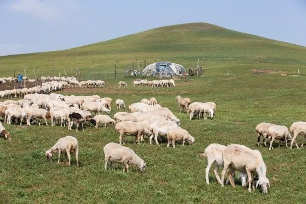 蒙古国正式启动3万只羊的捐赠程序，捐羊的流程是什么？