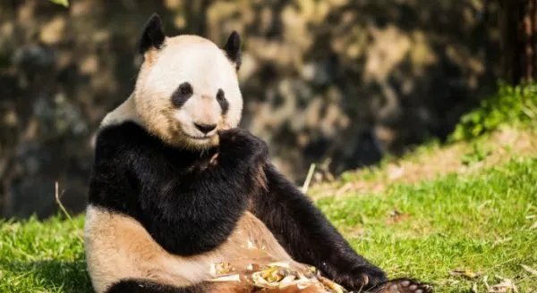 大熊猫公开招募认养的方式你怎么看?你觉得这样的做法对它们来说是好是坏?