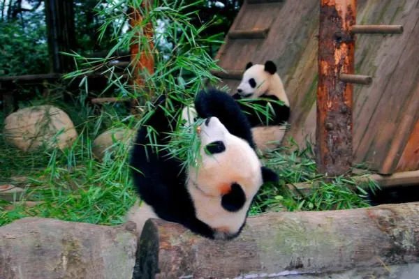 英国考虑将大熊猫送回中国,大熊猫在国外具有怎样的价值?