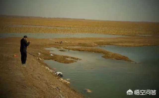 “黄河大堤内现死猪”事件到底是怎么回事？这些猪都是哪来的啊？