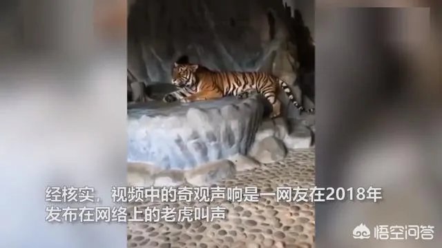 贵州回应山里有“龙吟”，世界上真的有龙的存在吗？