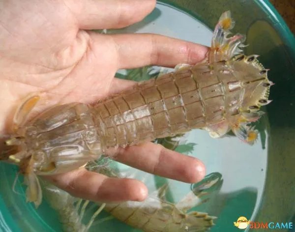 濑尿虾扎破手指险送命 做一个吃货的风险实在太高