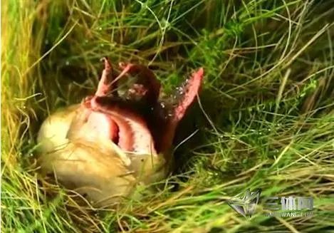 男子草丛发现异物 捅破后被吓坏了(图)