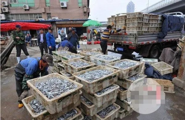 青岛再现鱼满舱是怎么回事？