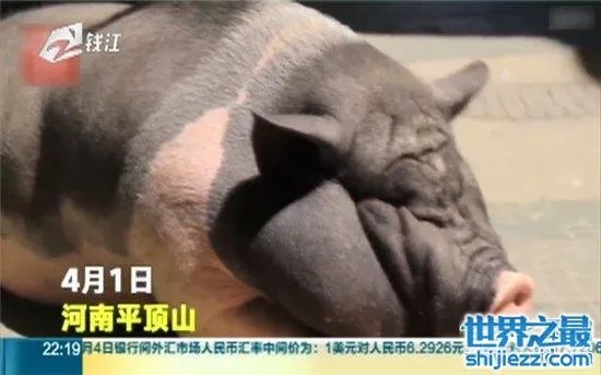 宠物猪长成300斤巨猪,最终只能当饲养猪养着