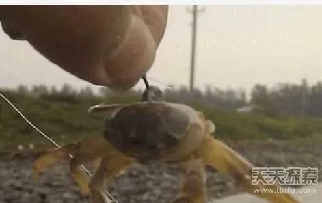 男子用小螃蟹钓鱼 下幕不敢相信(组图)