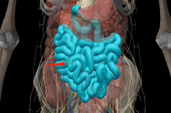肚脐周围器官位置图片大全