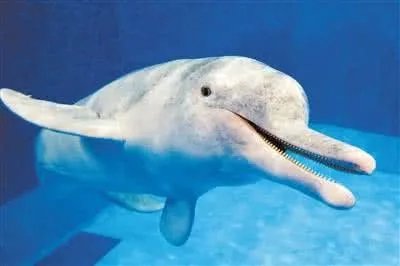 香港海滩海豚尸体是怎么回事?