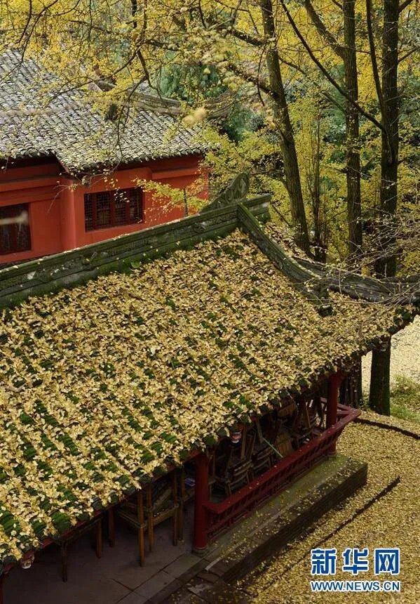 古刹落叶铺金毯 绝美景色让人赞不绝口