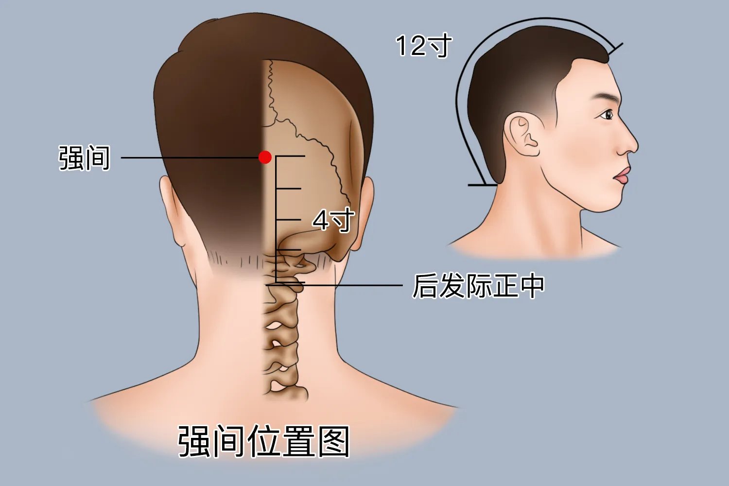 强间的准确位置图和作用功效