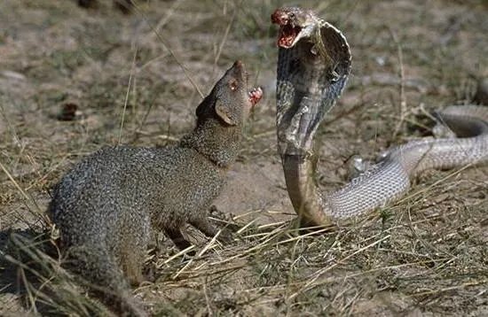 蛇玝,蛇的天敌不惧毒液(附蛇玝大战眼镜蛇图解)