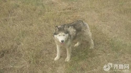 动物园狼舍现二哈 二哈竟然在狼群中也能混得开