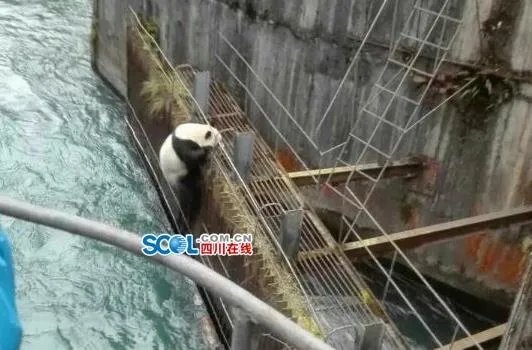 大熊猫误入水电站 历经3小时被成功解救