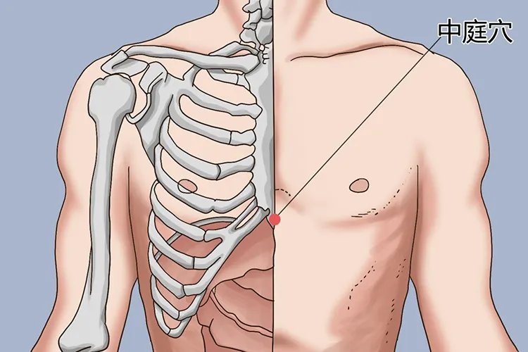 中庭的准确位置图片及功效