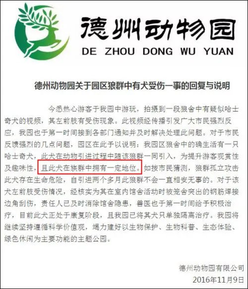 动物园狼舍现二哈 二哈竟然在狼群中也能混得开