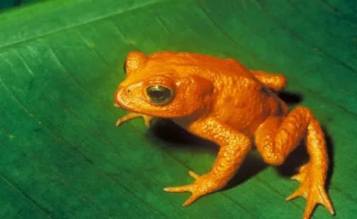 地震瞬间熊猫妈妈携幼崽室外避险,动物对地震的感知能力有多强?