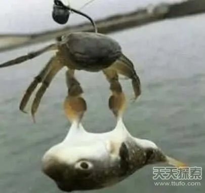 男子用小螃蟹钓鱼 下幕不敢相信(组图)