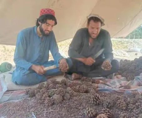 李佳琦卖空万罐松子，你如何看待李佳琦的卖货能力？