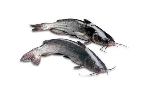 长江回鱼的营养价值有哪些  长江回鱼的作用有哪些