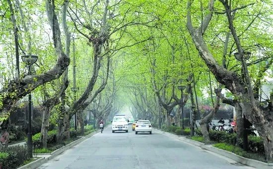 梧桐树的资料介绍 梧桐树的栽种和移植方法