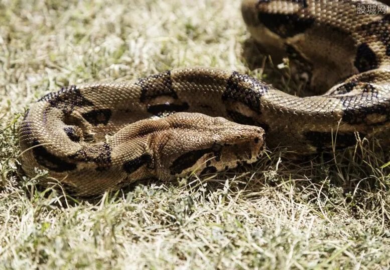 水库炸出1吨巨蟒 太恐怖了胆小慎入吓死宝宝了