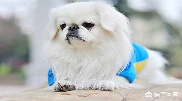 微信气泡狗原形是什么品种?