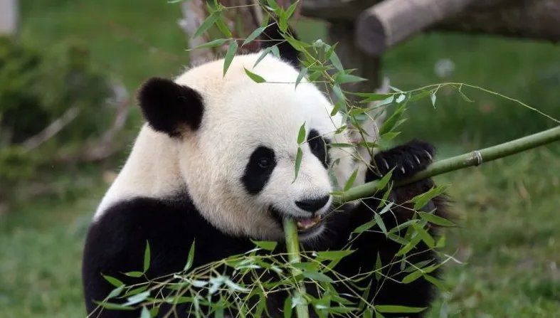 旅法大熊猫怀孕了吗?