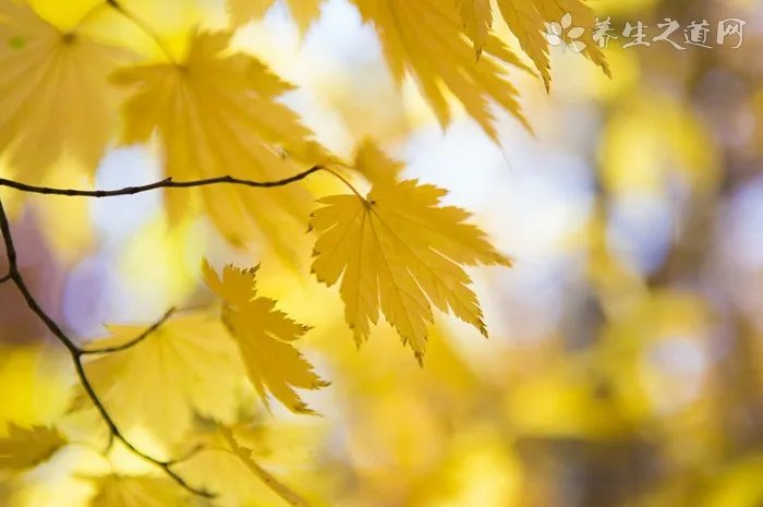 安全带插销是什么