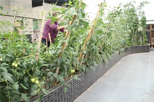 屋顶菜园自制步骤有哪些