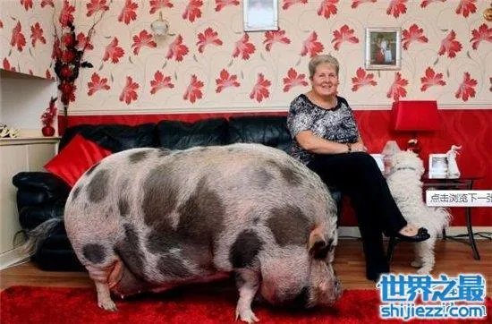 宠物猪长成300斤巨猪,最终只能当饲养猪养着