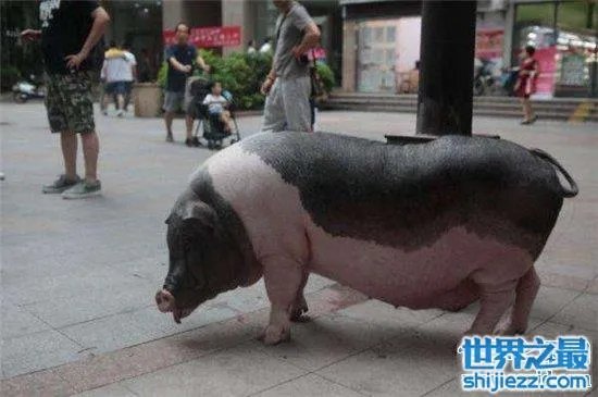 宠物猪长成300斤巨猪,最终只能当饲养猪养着