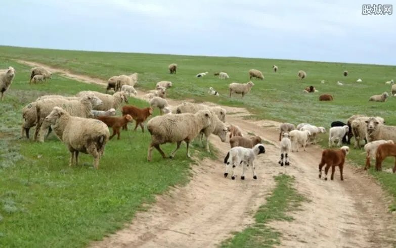 小羊天生5条腿 盘点那些基因突变的动物