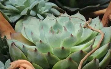 正月出生的属蛇人是什么命