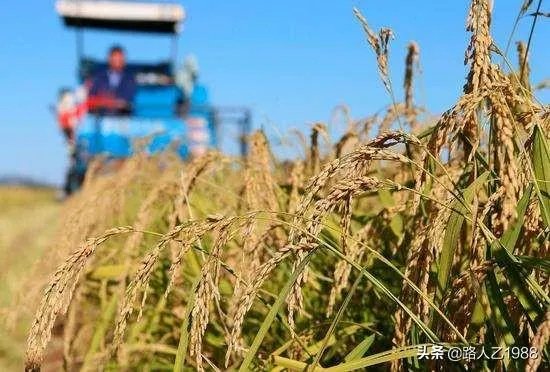 袁隆平提出发展“海水稻”目标:选育品种,每年可增产300亿公斤,你怎么看?