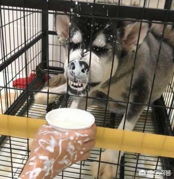 哈士奇吃什么狗粮好?