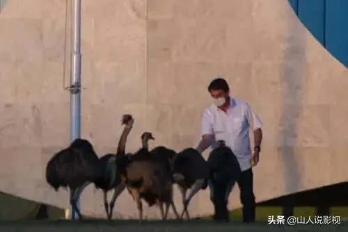 怎么看巴西总统被鸵鸟咬伤?
