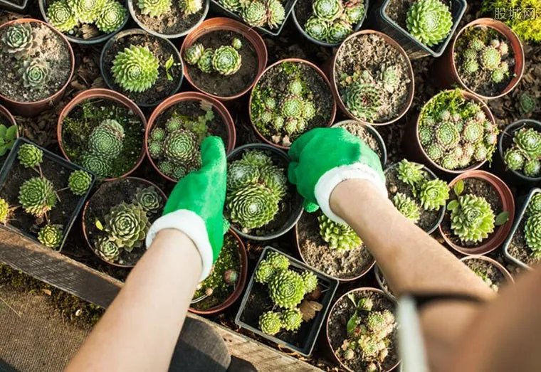 上海宝山一盆市价10万多肉被偷 培植不善已枯死